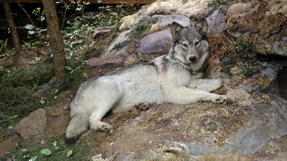 Churchill Manitoba Oct 2023 31